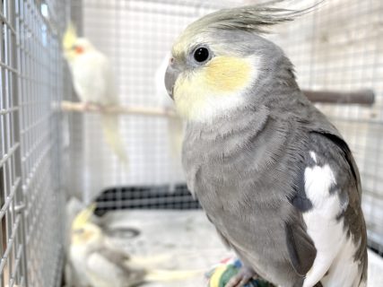 オカメインコPFノーマル